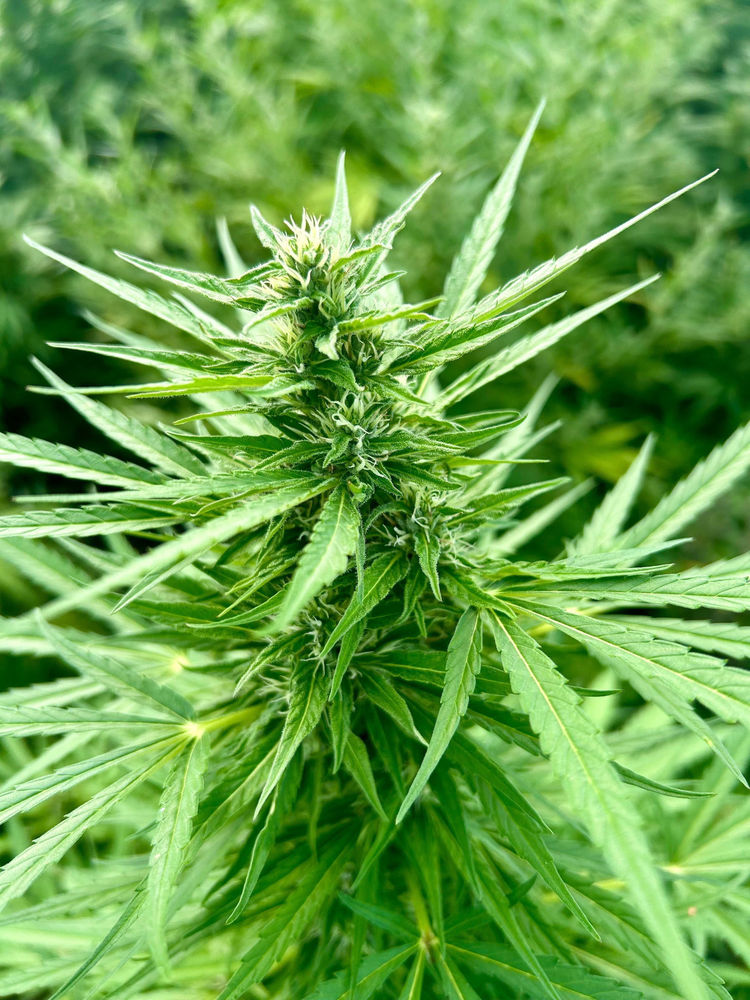 Comment choisir un CBD de qualité ?