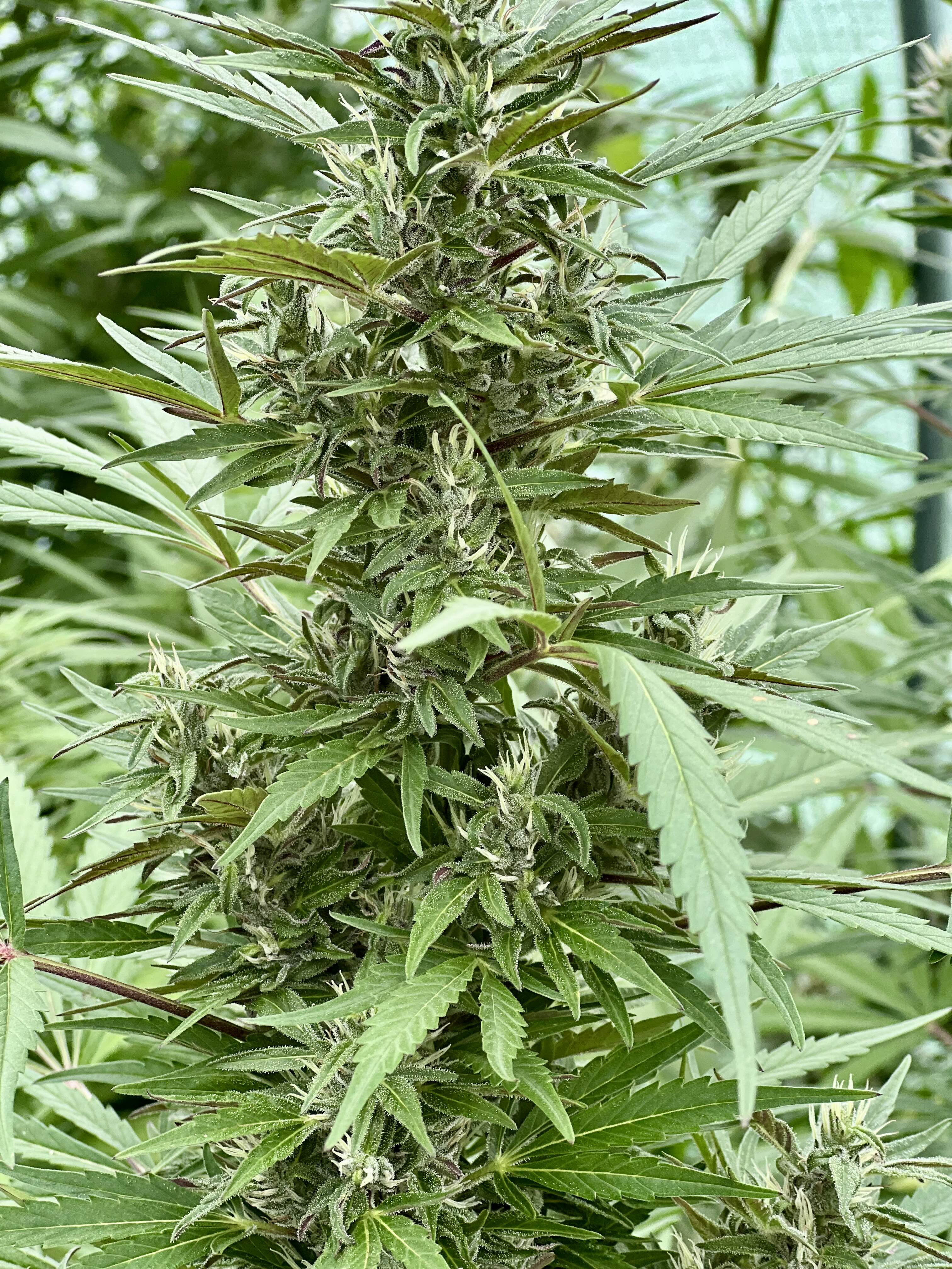 L'auto Power - CBD/7.6%