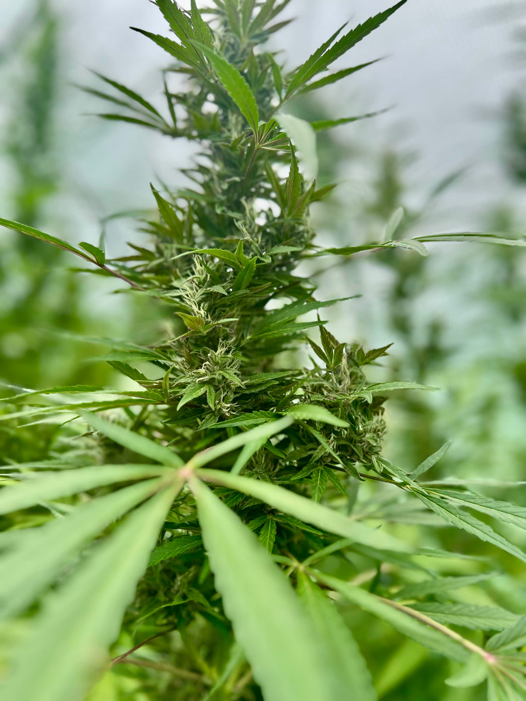 L'auto Power - CBD/7.6%