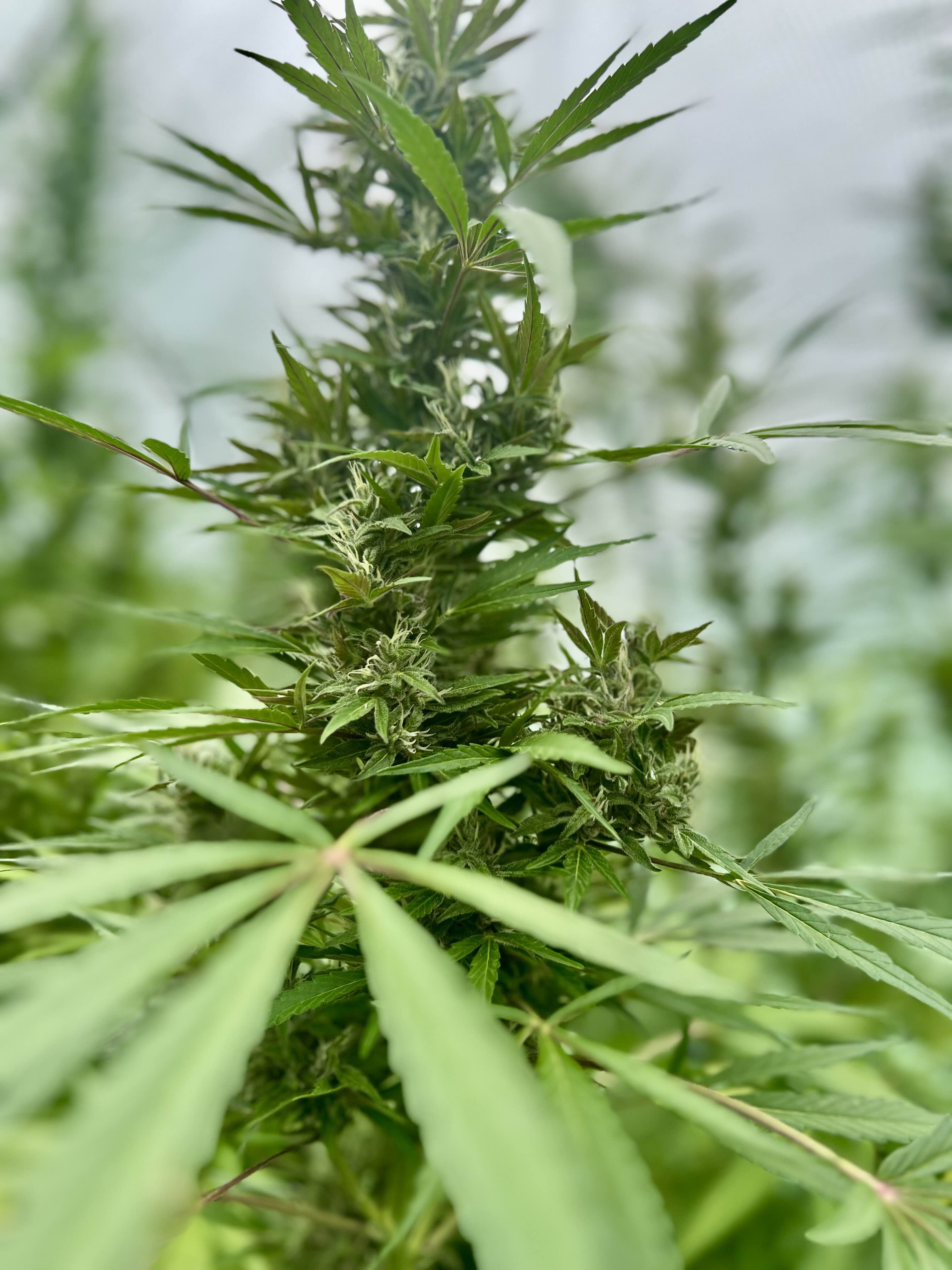 L'auto Power - CBD/7.6%