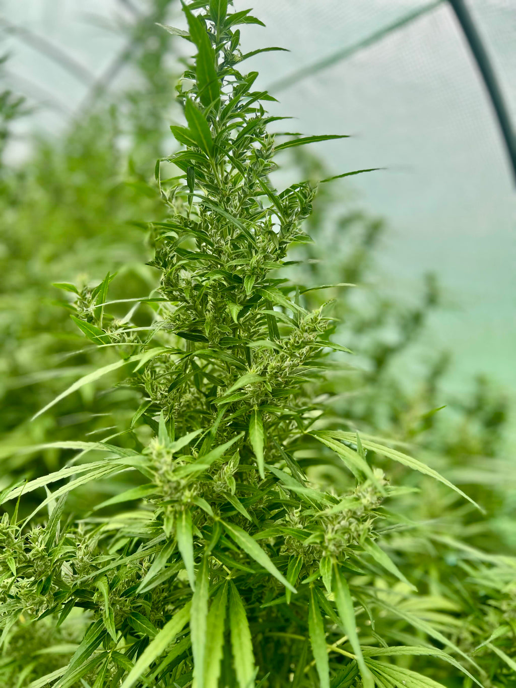 L'auto Power - CBD/7.6%