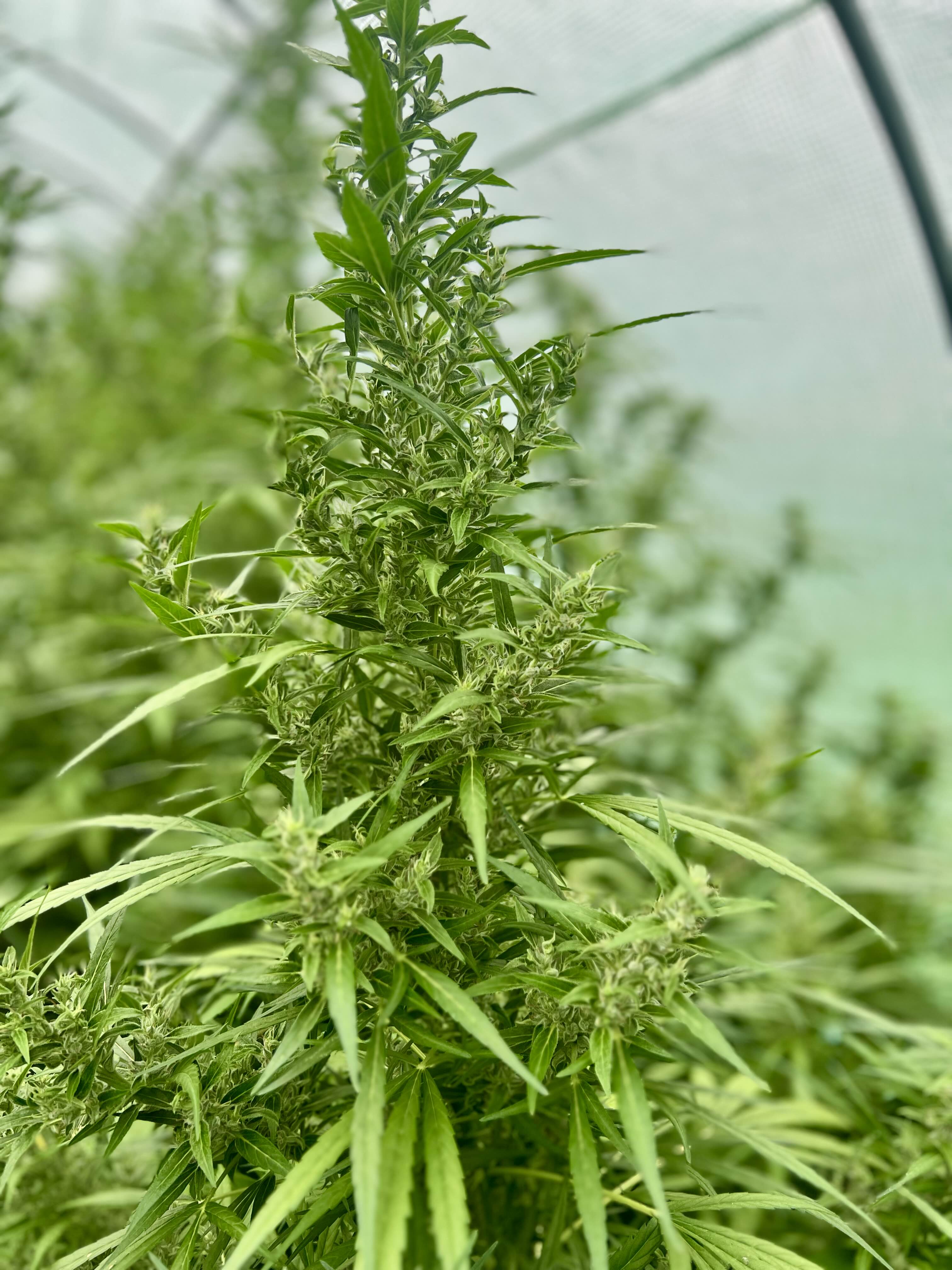 L'auto Power - CBD/7.6%